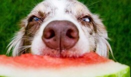 网红和狗吃瓜视频大全集,趣味视频大全集